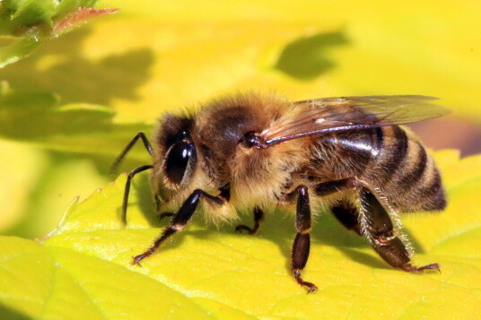 К чему снятся пчёлы?