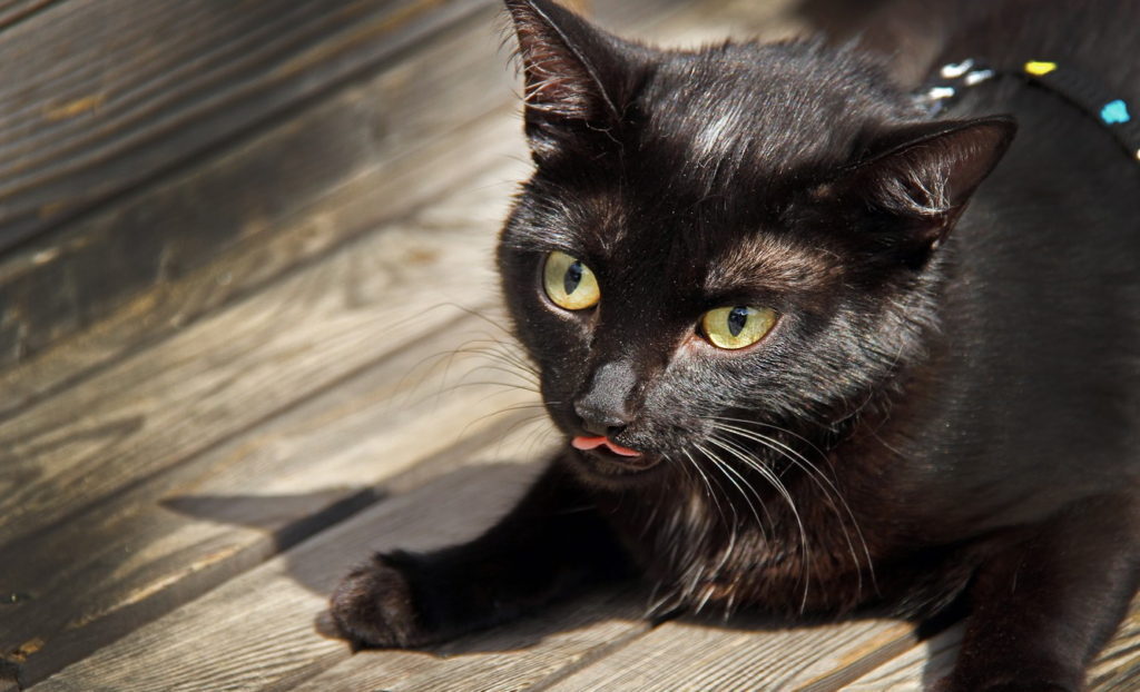 Суеверия о черных кошках