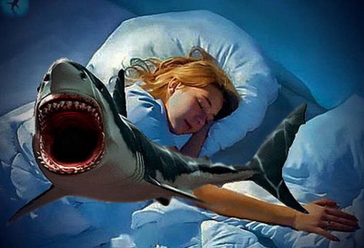 Снится акула