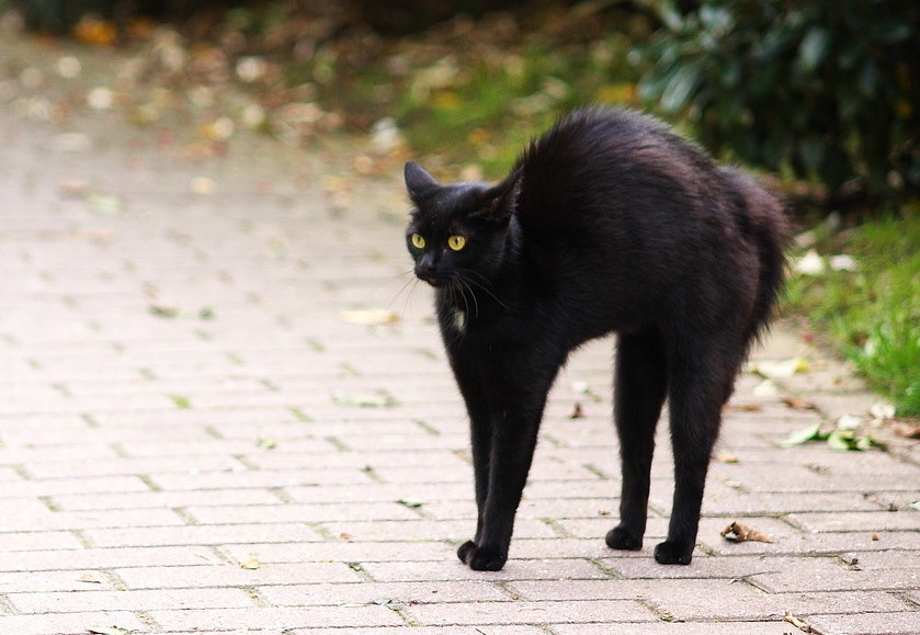 5 способов обмануть примету о черной кошке
