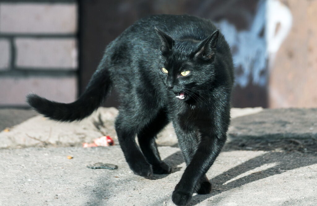 Кошка черная приметы