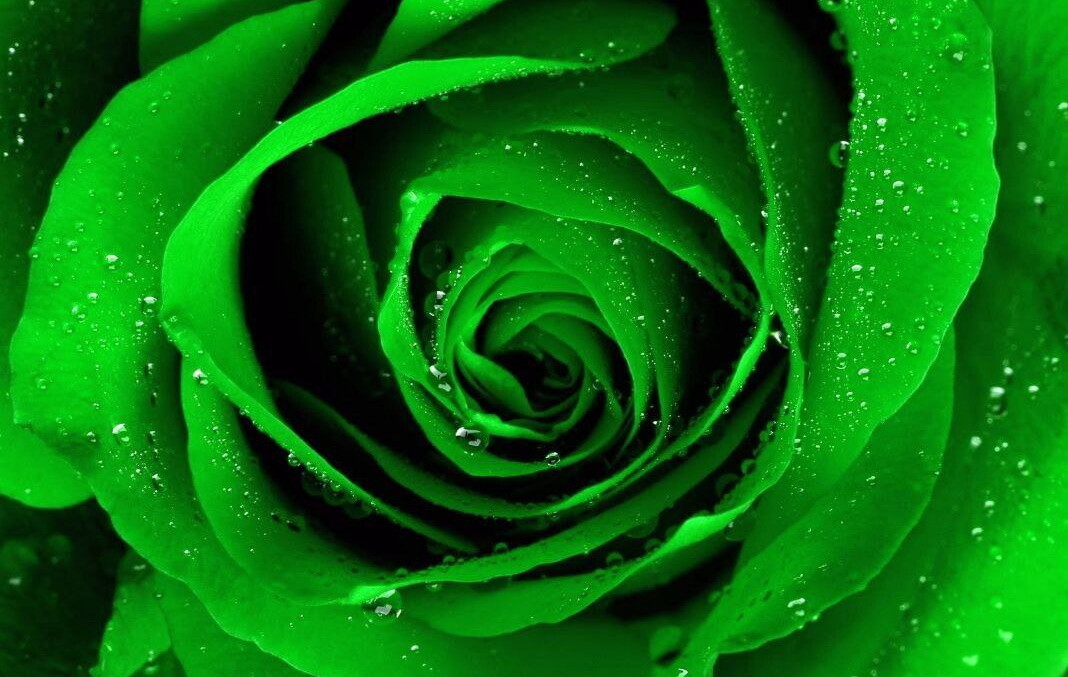 Зеленый цвет 16 9. Зеленый цвет. Красивый зеленый цвет. Салатовые цветы. Зеленые розы.