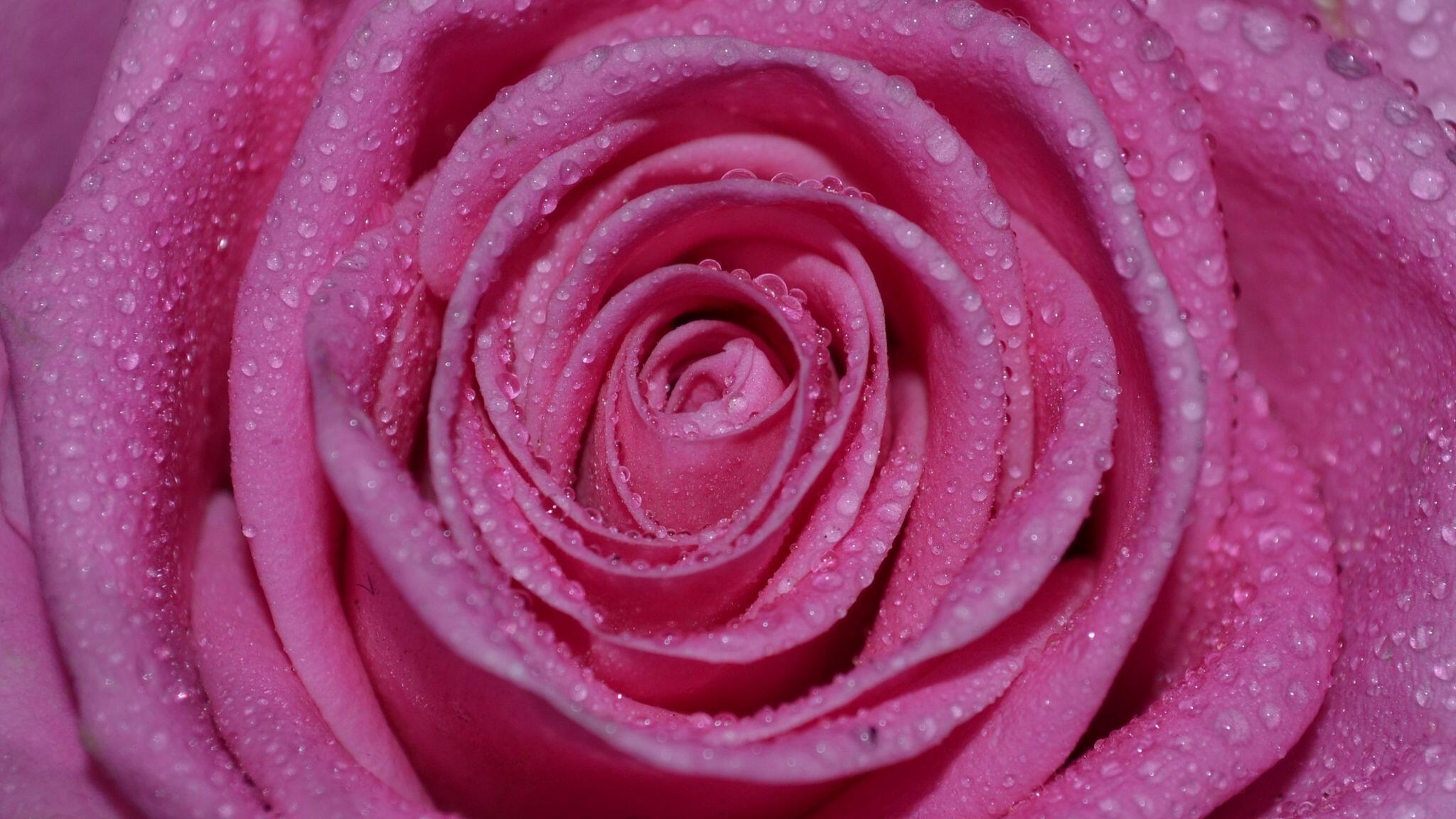 Значение и смысл розового цвета
