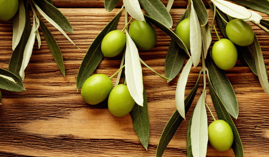 Оливковое дерево и его магические свойства